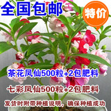 四季七彩凤仙花种子指甲花种子阳台盆栽易种花籽鲜花植物茶花凤仙