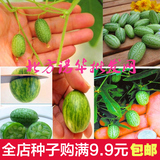 微型拇指迷你 水果小西瓜种子迷你黄瓜阳台盆栽四季水果种子生吃
