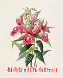 高清大图欧美复古花卉精选兰花调色85张装饰画芯喷绘图片素材