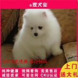重庆 英系博美活体小型长毛袖珍健康宠物食品 宠物犬证书球形