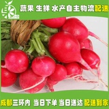 农家有机樱桃萝卜500g装 净菜 成都同城蔬菜配送 水萝卜新鲜蔬菜