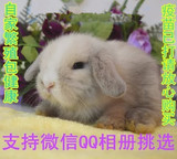 垂耳兔活体兔子 活体宠物兔子 已注射过疫苗 宠物兔批发