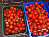 阿七嫂绿色蔬菜  西红柿 新鲜 番茄  有机农家肥种植 横县配送