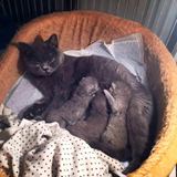售出英国短毛猫蓝猫宠物猫咪短毛猫幼年猫(12月以下)活体纯种血统