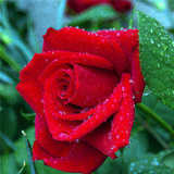 【红玫瑰】四季玫瑰花苗赛蔷薇玫瑰牡丹海棠苗植物【50粒装】