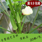 春播菜种子 阳台蔬菜植物种子 黄秋葵种子 绿色人参补肾蔬菜