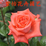 盆栽艳粉玫瑰月季花苗 大花玫瑰   带花包 阳台盆栽玫瑰苗