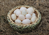 连城白鹜鸭受精卵 白鹜鸭种蛋 纯天然正宗新鲜农家白鹜鸭蛋土鸭蛋