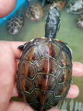 正宗外塘活体中华草龟 金线龟（长寿。招财）龟  7-8厘米  公龟