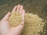 麦子麦粒小麦种子大麦绿色有机榨汁五谷杂粮鸡鸭鹅鸟饲料