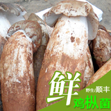 现货云南特产野生菌新鲜鸡枞菌鸡棕菌鸡纵菌香菇蘑菇农家500g