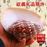 天然大海螺贝壳含贝螺耳朵螺 礼品摆件拍摄道具 收藏装饰特价