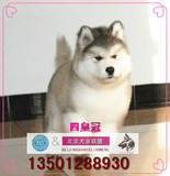 赛级阿拉斯加幼犬雪橇犬出售/烟灰色桃脸巨型宠物狗视频支付宝H8