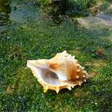 赤蛙螺6CM天然超大海螺贝壳批发海星海底白珊瑚树摆件婚庆鱼缸DIY