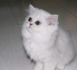 广州买猫 萌宠猫园纯种猫 银色渐层金吉拉长毛波斯猫 宠物猫咪