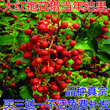 花椒树苗 最好品种小红椒（大红袍）花椒树 作料树苗 香料树苗
