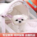 特价出售纯种马尔济斯犬宠物狗长毛幼犬狗狗北京免费可送到家挑选
