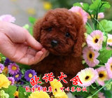 深圳萌宠出售宠物活体狗狗纯种酒红色 泰迪幼犬宠物狗狗红棕色