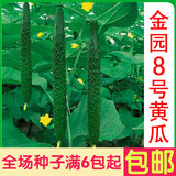 金园8号黄瓜 蔬菜种子 阳台种菜 盆栽 高出芽率精装
