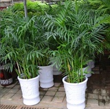 夏威夷竹子,富贵椰子,室内客厅大型除甲醛植物盆栽办公室绿植盆景