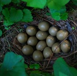 野鸡初生蛋30枚 深山老林野生农村放养 野鸡蛋柴鸡草鸡蛋土鸡蛋