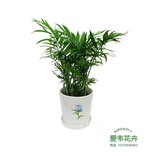 袖珍椰子小盆栽 植物花卉去除甲醛杀菌净化空气带盆盆景 绿色植物