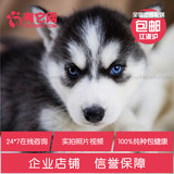有它网 宠物狗狗 哈士奇犬纯种活体幼犬赛级蓝眼雪橇犬健康出售12
