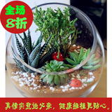 多肉植物组合盆栽稀防辐射多浆盆景客厅室内花卉绿植特价北京包邮