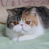 加菲猫出售双cfa注册纯种加菲猫宠物异短猫梵文三花加菲种母MM