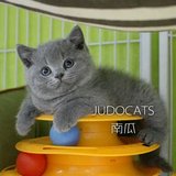 【JUDO CATS】CFA蓝色英国短毛猫DD（南瓜） 英短蓝猫 已去新家