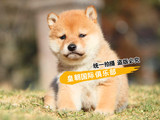 纯种赛级血统日本柴犬幼犬 出售日系柴犬活体宠物狗 家养保证健康
