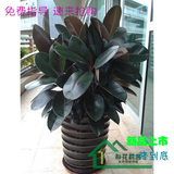 橡皮树黑金刚办公室内客厅防辐射净化雾霾甲醛盆栽观叶绿植物北京