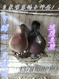 鸽子种蛋 鸽子受精蛋 鸽子孵化用蛋 自家喂养30枚包邮