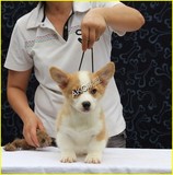 纯种威尔士柯基幼犬狗狗出售 两色三色均有北京可上门挑选KJ6