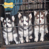家养纯种哈士奇幼犬 出售 三火蓝眼 哈士奇雪橇犬 纯血统宠物狗狗