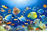 SF动物画海底世界鱼海报风景画 可作鱼缸背景图墙画 可爱鱼装饰纸