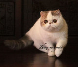 加菲猫宠物猫咪/异国短毛猫/家养纯种短毛/幼猫活体蓝梵弟弟公猫