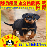 南京出售纯种罗威那犬罗威纳犬幼犬猛犬护卫犬德系美系罗幼犬