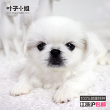 韩城犬业 宠物狗狗赛级北京犬纯种小体京巴狗幼犬白色出售