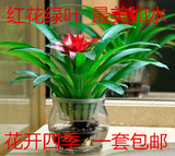 鸿运当头盆栽 水培花卉整套红星凤梨绿花植水养植物室内 空气凤梨