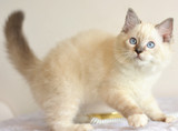 cfa注册家养幼猫布偶猫纯种猫海豹山猫手套妹妹
