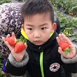 青浦阿斌草莓园农家乐4人农家套餐/绿色有机食材/送2斤奶油草莓