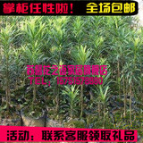 有氧常绿植物花卉 日本罗汉松苗 净化空气 防辐射盆栽庭院绿植