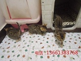 宠物猫咪幼猫活体出售家庭繁殖纯种家养英国短毛猫孟加拉豹猫异国