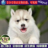 西伯利亚雪橇犬哈士奇犬幼犬出售纯种赛级双血统蓝眼睛宠物狗家养