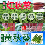 黄秋葵台湾五福 黄 绿红秋葵种子 五角羊角豆 补肾菜营养价值高
