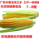 新鲜玉米 广东水果玉米甜玉米棒现采现摘黄玉米5斤包邮无添加农药