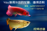 马来西亚24K过背金头高背金龙鱼 印尼超血辣椒红龙鱼带证书 活体