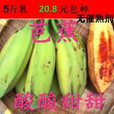 【原生态】果农现砍大芭蕉海南香蕉米粉奶焦新鲜水果无催熟剂包邮