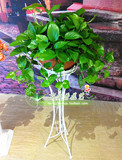 杭州大绿萝盆栽 室内花卉 客厅办公室绿色植物净化空气 除甲醛